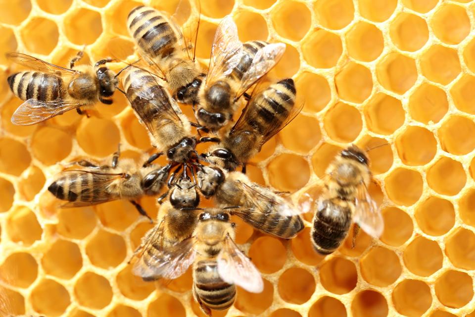 bees clustered on top of golden honeycomb